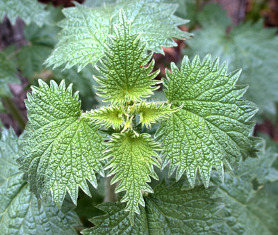 Closeup of new leaves of mountain nettle, <em>Urtica gracilenta</em>.
